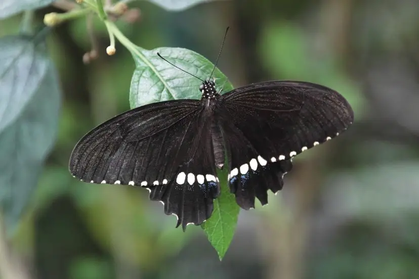 The Enigmatic Black Butterfly: A Symbol of Transformation and Inner Journey